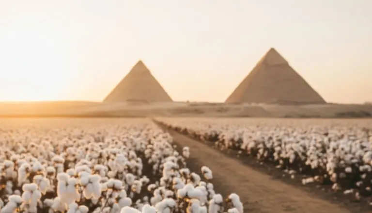 Baumwollfeld mit reifer GIZA Baumwolle vor den Pyramiden von Gizeh in Ägypten bei Sonnenaufgang.